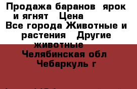 Продажа баранов, ярок и ягнят › Цена ­ 3 500 - Все города Животные и растения » Другие животные   . Челябинская обл.,Чебаркуль г.